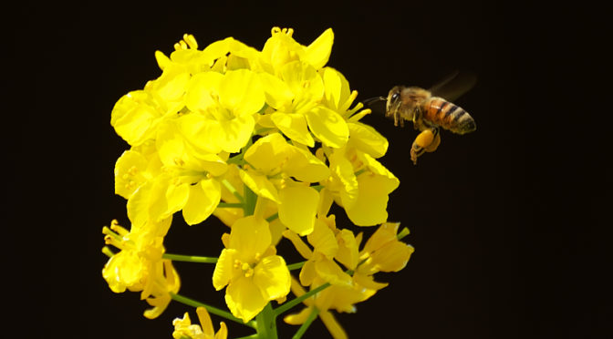 ミツバチ 菜の花 交野市向井田