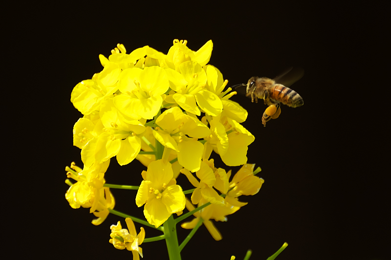 ミツバチ 菜の花 交野市向井田