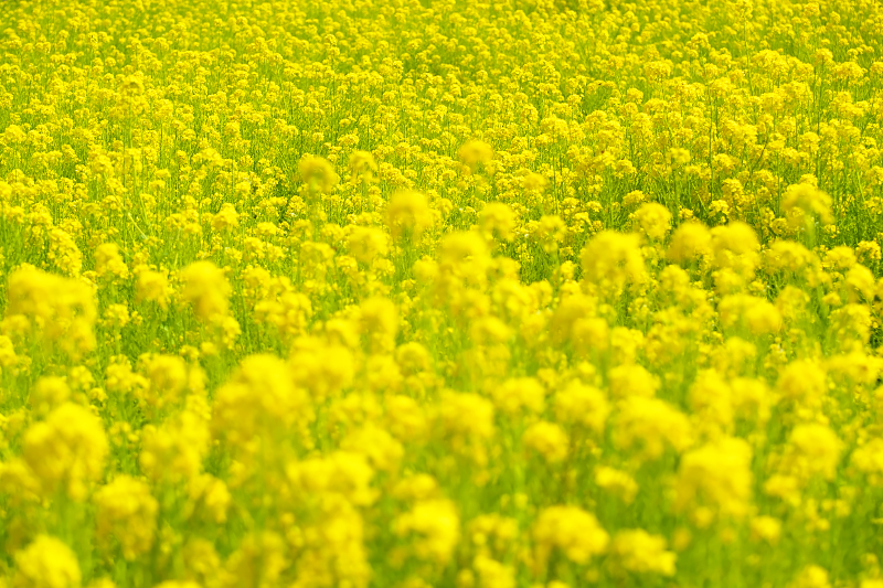 菜の花 交野市向井田