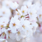 山田池公園　桜