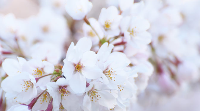 桜 八分咲き