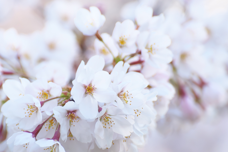 山田池公園　桜