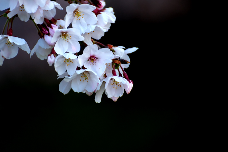 山田池公園　桜