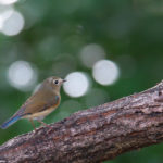 ルリビタキ オス幼鳥 山田池公園