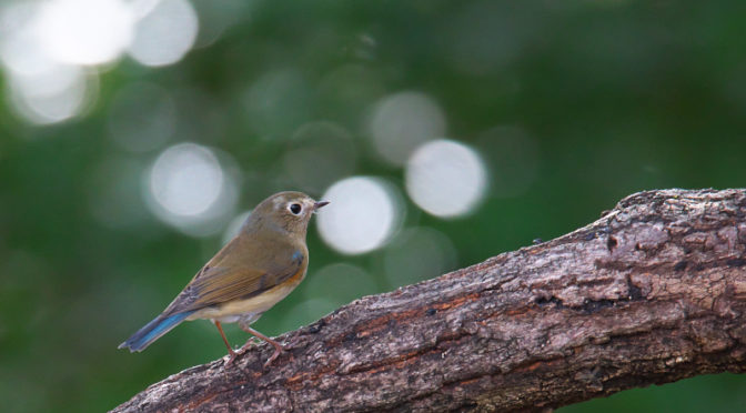 ルリビタキ オス幼鳥 山田池公園